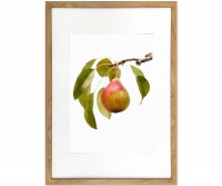 Pear in Branch I Framed Print - Watercolour Style Fruit Print