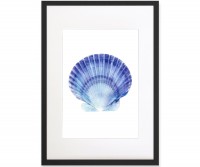 Scallop Shell Blue & White Watercolour Framed Print