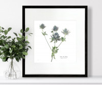 Sea Holly Botanical Flower Print - Framed