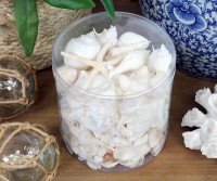 Box of White Sea Shells - Large