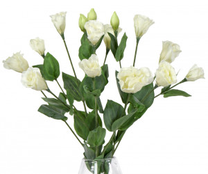 Cream Lisianthus Flower Stem