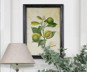 La Bizarerie Limes Vintage Botanical Print